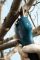 Секатор аккумуляторный Bosch Pro Pruner, 12В, 2х3Ач, d реза 25мм, 1000гр