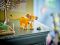 Конструктор LEGO Disney Classic Львенок Симба