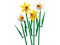 Конструктор LEGO Icons Botanicals Нарцысы