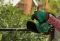 Кусторез аккумуляторный Bosch EasyHedgeCut 18V-52-13 18В лезвие 52см шаг реза 15мм 3.28кг без АКБ и ЗП
