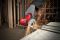 Шлифмашина угловая аккумуляторная Milwaukee M12 FCOT 76мм 12В 1кг