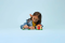 Конструктор LEGO Animal Crossing Затишний будинок Goldie