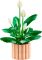 Конструктор LEGO Botanicals Спатифилум
