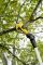 Секатор акумуляторний Karcher TLO 2-18 18В 2,5см 1.09кг без АКБ та ЗП